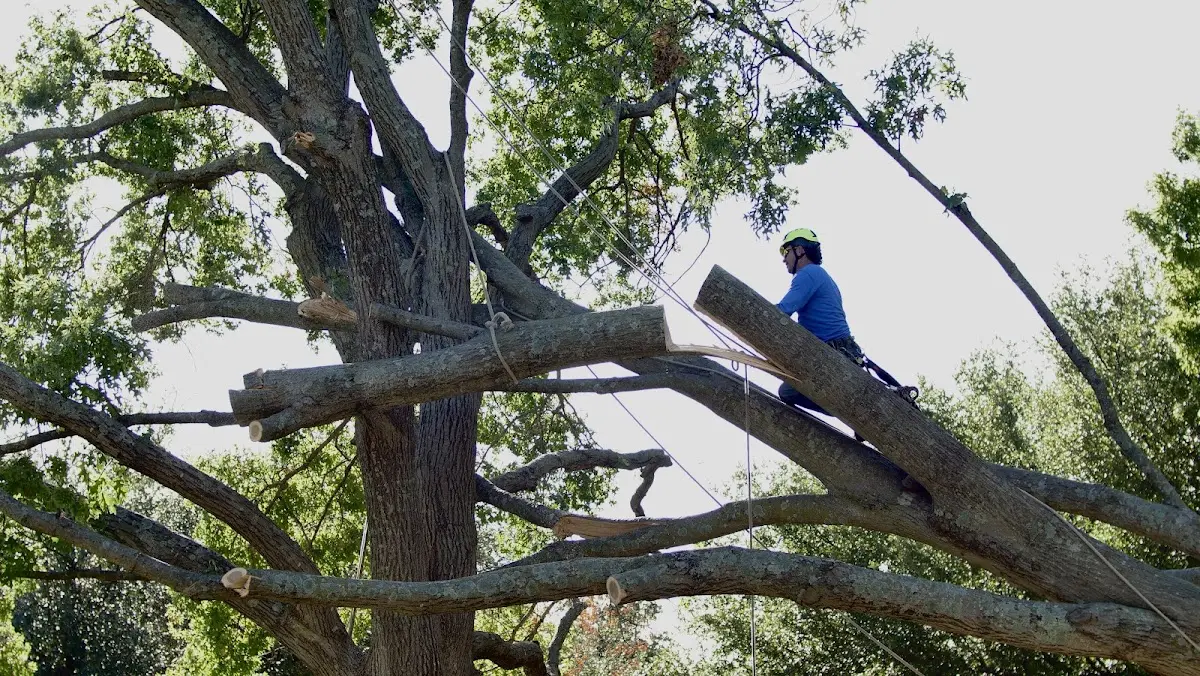 Professional Crown Thinning performed by certified arborists in Great Lakes